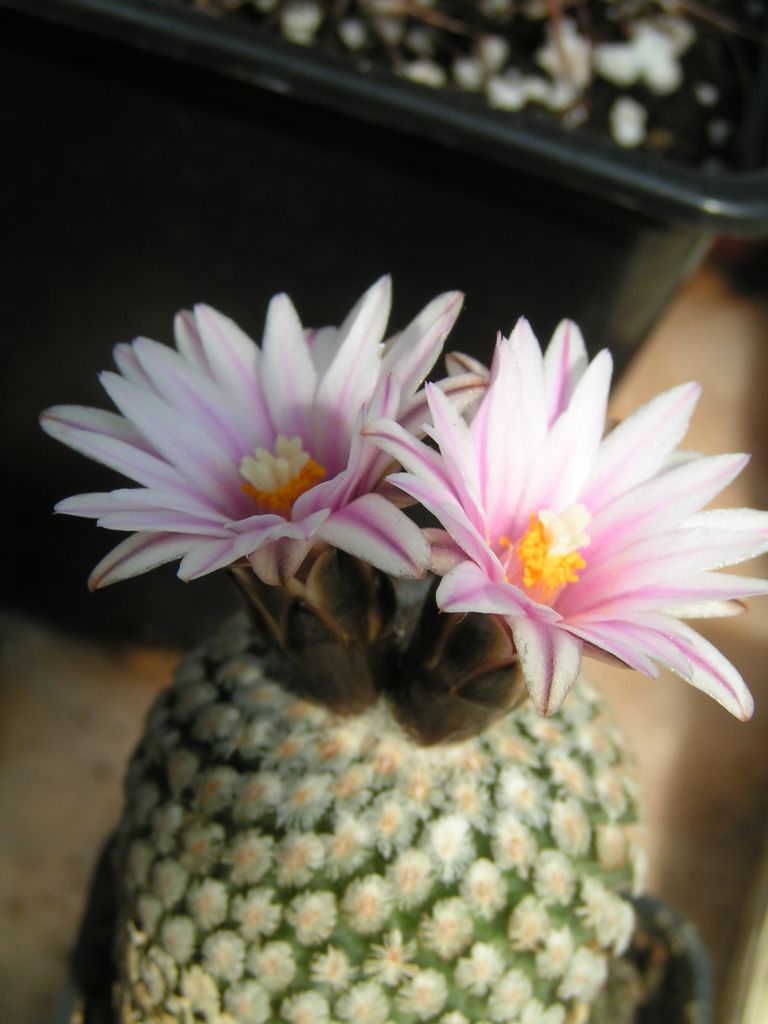 Turbinicarpus valdezianus v. albiflorus